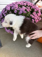 Apple, a female Australian Shepherd for sale in Berea, KY – 2 of 5