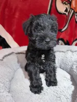 Blackie, a male Miniature Schnauzer for sale in Venice, FL – Photo 8 of 9