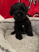 Blackie, a male Miniature Schnauzer for sale in Venice, FL – Photo 3 of 9