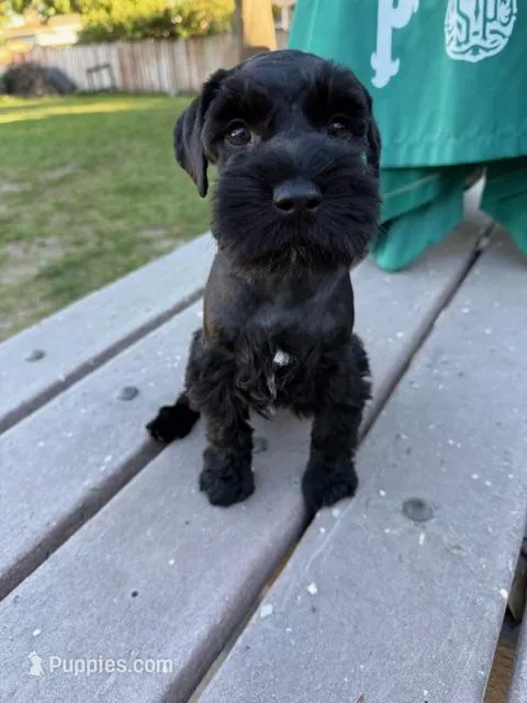 Blackie – Miniature Schnauzer puppy for sale in Venice, FL