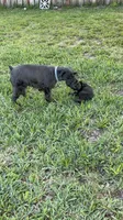 Blackie, a male Miniature Schnauzer for sale in Venice, FL – Photo 6 of 9