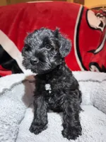 Blackie, a male Miniature Schnauzer for sale in Venice, FL – Photo 7 of 9