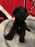 Blackie, a male Miniature Schnauzer for sale in Venice, FL – Photo 9 of 9