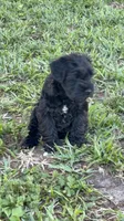 Blackie, a male Miniature Schnauzer for sale in Venice, FL – Photo 2 of 9