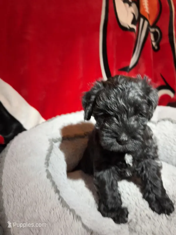 Blackie – Miniature Schnauzer puppy for sale in Venice, FL