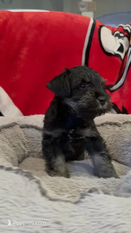Coal – Miniature Schnauzer puppy for sale in Venice, FL
