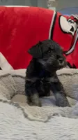 Coal, a male Miniature Schnauzer for sale in Venice, FL – Photo 1 of 8