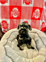 Brutus , a male Miniature Schnauzer for sale in Venice, FL – Photo 4 of 6