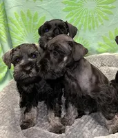 Brutus , a male Miniature Schnauzer for sale in Venice, FL – Photo 5 of 6