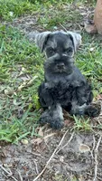 Brutus , a male Miniature Schnauzer for sale in Venice, FL – Photo 3 of 6