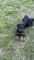 Coal, a male Miniature Schnauzer for sale in Venice, FL – Photo 4 of 8
