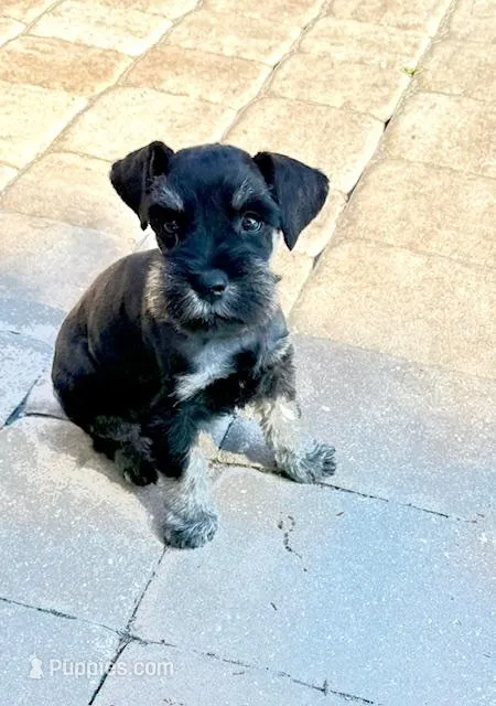 Coal – Miniature Schnauzer puppy for sale in Venice, FL
