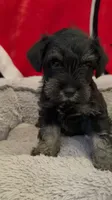 Coal, a male Miniature Schnauzer for sale in Venice, FL – Photo 2 of 8