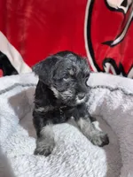 Coal, a male Miniature Schnauzer for sale in Venice, FL – Photo 6 of 8