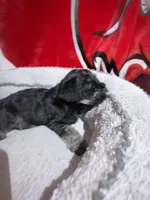 Coal, a male Miniature Schnauzer for sale in Venice, FL – Photo 7 of 8