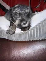 Coal, a male Miniature Schnauzer for sale in Venice, FL – Photo 8 of 8