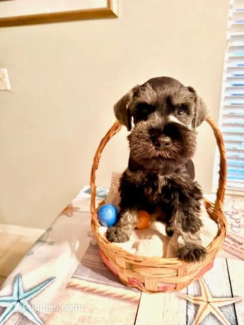 Brutus  – Miniature Schnauzer puppy for sale in Venice, FL