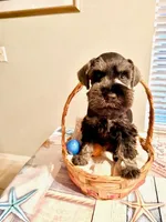 Brutus , a male Miniature Schnauzer for sale in Venice, FL – Photo 1 of 6