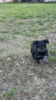 Coal, a male Miniature Schnauzer for sale in Venice, FL – Photo 5 of 8