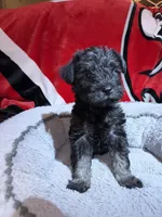 Sadie, a female Miniature Schnauzer for sale in Venice, FL – Photo 6 of 6