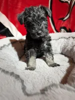 Sadie, a female Miniature Schnauzer for sale in Venice, FL – Photo 1 of 6