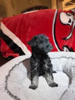 Sadie, a female Miniature Schnauzer for sale in Venice, FL – Photo 5 of 6