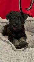 Sadie, a female Miniature Schnauzer for sale in Venice, FL – Photo 2 of 6