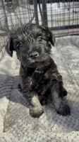 Sadie, a female Miniature Schnauzer for sale in Venice, FL – Photo 4 of 6