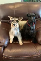 Brutus , a male Miniature Schnauzer for sale in Venice, FL – Photo 8 of 8