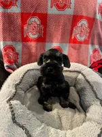 Brutus , a male Miniature Schnauzer for sale in Venice, FL – Photo 6 of 8