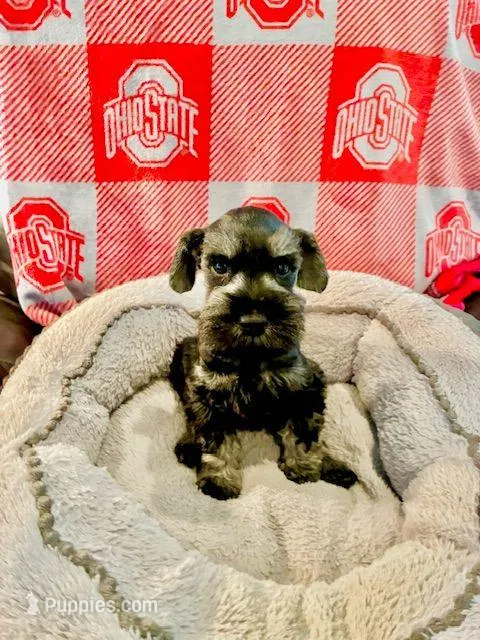 Brutus  – Miniature Schnauzer puppy for sale in Venice, FL