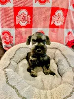 Brutus , a male Miniature Schnauzer for sale in Venice, FL – Photo 1 of 8