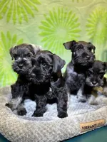 Brutus , a male Miniature Schnauzer for sale in Venice, FL – Photo 5 of 8