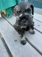 Brutus , a male Miniature Schnauzer for sale in Venice, FL – Photo 7 of 8