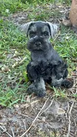 Brutus , a male Miniature Schnauzer for sale in Venice, FL – Photo 3 of 8
