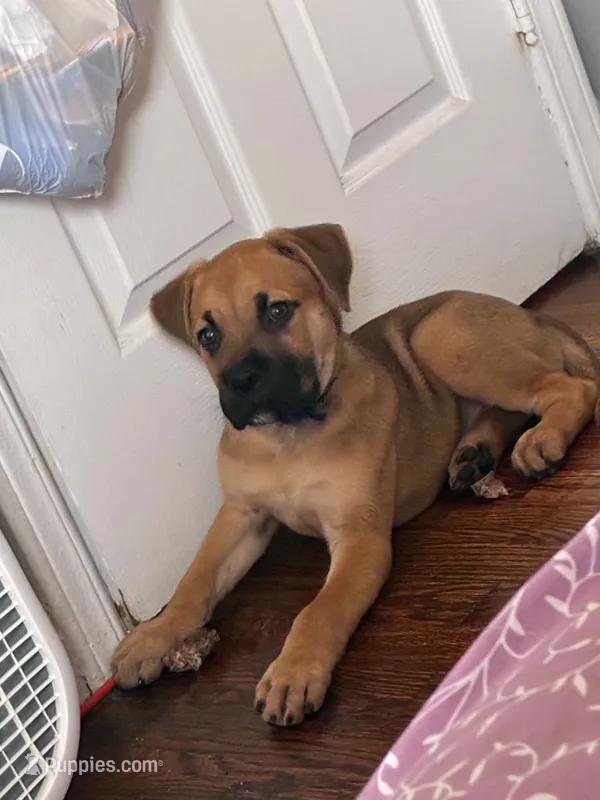 Bear  – Cane Corso puppy for sale in Warren, MI