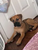Bear , a male Cane Corso for sale in Warren, MI – 1 of 4
