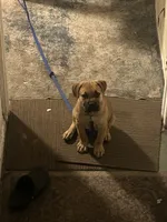Bear , a male Cane Corso for sale in Warren, MI – 2 of 4