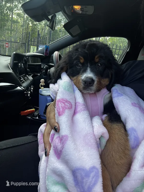 Bernese Mountain  – Bernese Mountain Dog puppy for sale in Destin, FL
