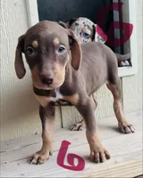 Catahoula , a male Catahoula Leopard Dog for sale in Las Vegas, NV – 5 of 5
