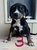 Catahoula , a male Catahoula Leopard Dog for sale in Las Vegas, NV – 3 of 5