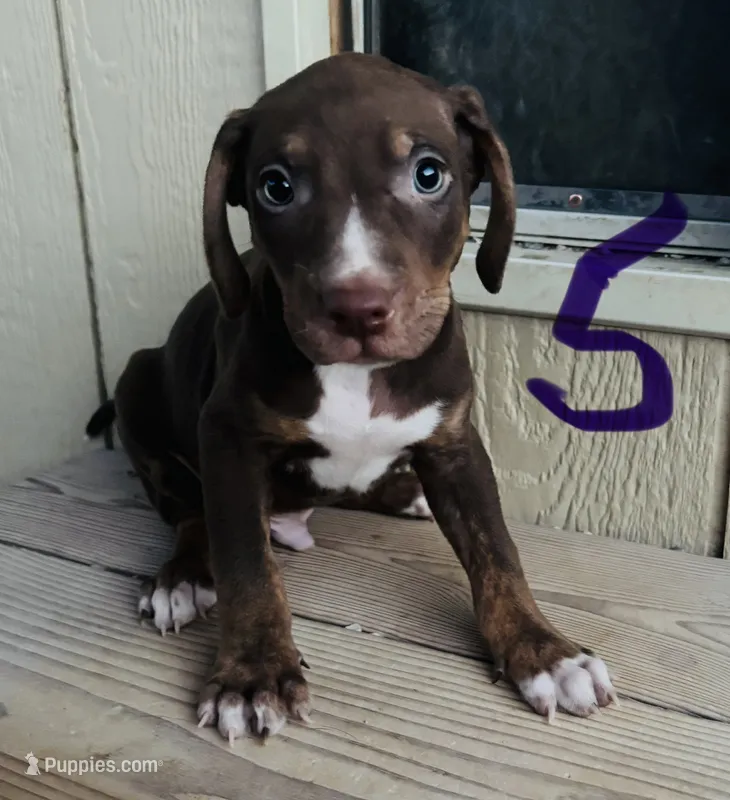 Catahoula  – Catahoula Leopard Dog puppy for sale in Las Vegas, NV