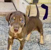 Catahoula , a male Catahoula Leopard Dog for sale in Las Vegas, NV – 4 of 5