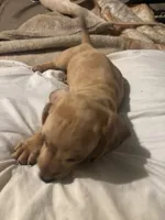 Weic, a male Dachshund for sale in Yuma, AZ – 3 of 4