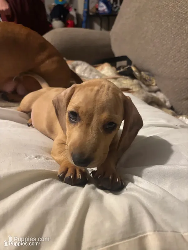 Weic – Dachshund puppy for sale in Yuma, AZ