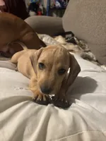 Weic, a male Dachshund for sale in Yuma, AZ – 4 of 4
