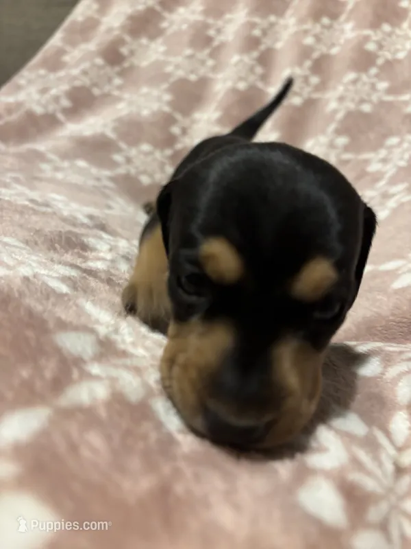 Rummi – Bloodhound puppy for sale in Yuma, AZ