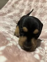 Rummi, a female Bloodhound for sale in Yuma, AZ – 1 of 2