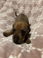 Soza, a male Bloodhound for sale in Yuma, AZ – 2 of 2