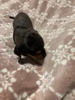 Silver, a male Bloodhound for sale in Yuma, AZ – 2 of 2